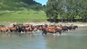 Жеребец Плеск и табун лошадей на реке