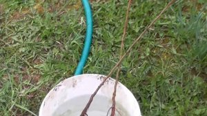 Посадка войлочной вишни