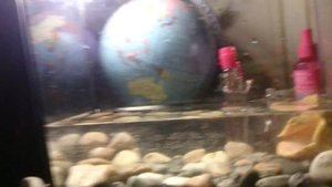 Мои рыбки - тритон