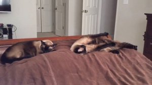 СИАМСКИЕ КОШКИ - самые красивые домашние животные =^..^= СИАМСКИЕ КОШКИ