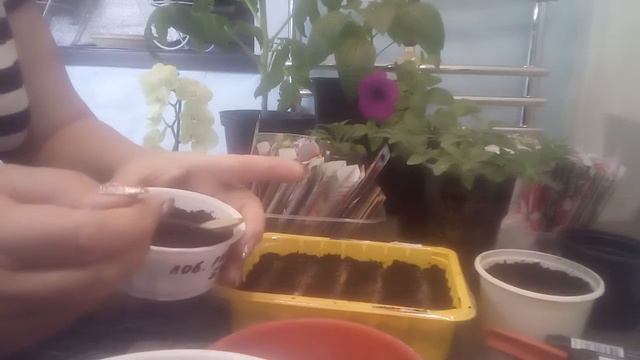 посев петунии. петуния из семян смотреть онлайн