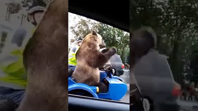 Русский медведь на мотоцикле | Russian bear on motorcycle смотреть онлайн