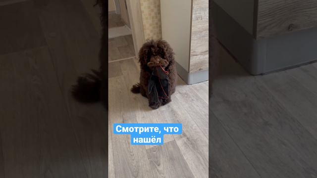 Той пудель Бруно #toypoodle #пудель #тойпудель #funnyvideo #dog #poodle #собака #toy