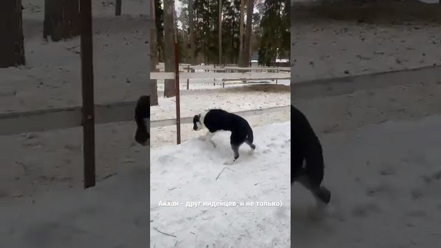 Акхан и дружбан! 6 мес, помет Батый*Байра. БУЛЬДОЗЕРА линия.САО/алабай.Видео владельцев.+7915778778