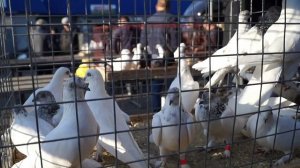 ЯРМАРКА ГОЛУБЕЙ. Бронницы.04.10.20#голуби#ярмаркаголубей#pigeon