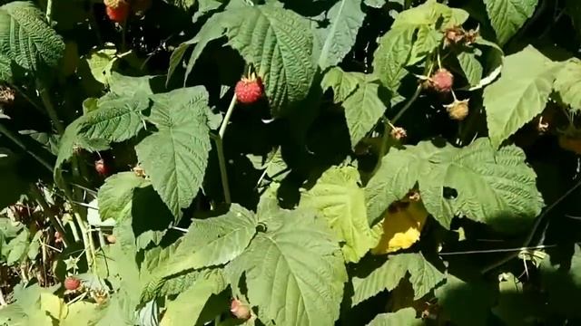Ремонтантная малина.  Плюсы и минусы.