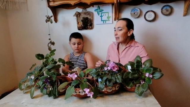 Сенполия: капризуля из Танзании