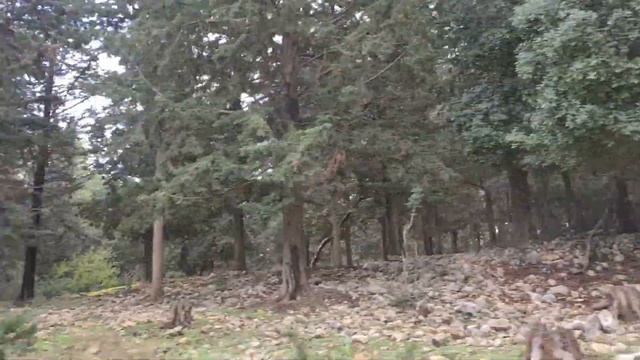 Keren HaCarmel Forest, природа, пешие маршруты смотреть онлайн