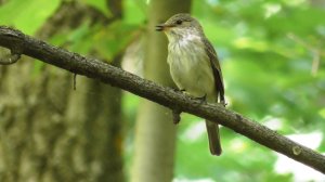 Серая мухоловка. Голос серой мухоловки   ( Muscicapa striata )