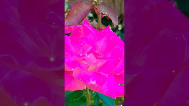 Самого прекрасного утра🤗💐🌈♥️💋 #смс #доброеутро #друзья #любовь #любимой #любимому #видеооткрытки
