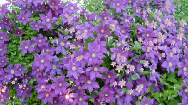 Футаж Как мало надо для услады HD Clematis смотреть онлайн