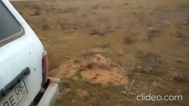 Суслик в калмыцкой степи 23 января 2020 г. смотреть онлайн