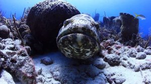 Гигантские груперы Карибского моря