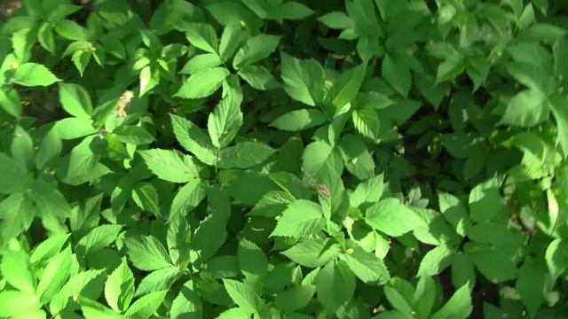 Как заготавливать сныть. Часть 1. смотреть онлайн