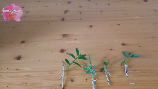 Mounting Orchid Dendrobium Adastra 'Red Rose' смотреть онлайн