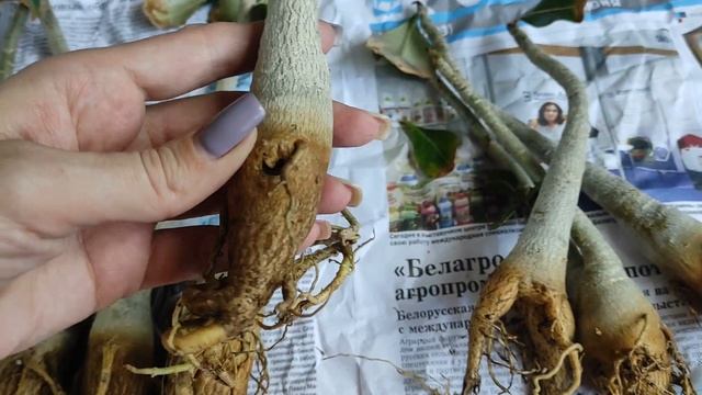 ПОДВОЙНЫЕ АДЕНИУМЫ работки привалило адениум adenium