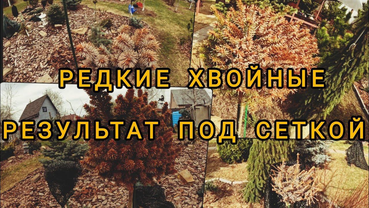 Редкие хвойные, результат зимовки под сеткой! 11.04.2024г