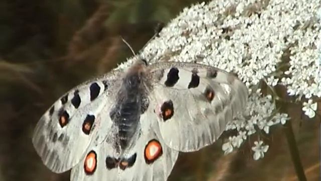 Jasoň červenooký Parnassius apollo Mountain Apollo Adolf Goebel смотреть онлайн