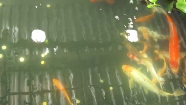 Крупные цветные рыбы в декоративном бассеине смотреть онлайн