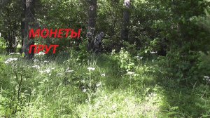 Монеты прут, поиск монет металлоискателем в лесу #56