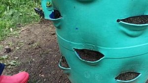 Выращивание клубники в бочке. Видео №3 Посадка клубники.