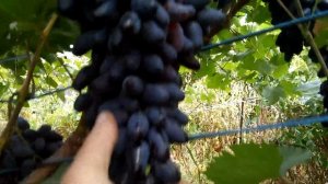 Сорт винограда"Оригинал чёрный"
