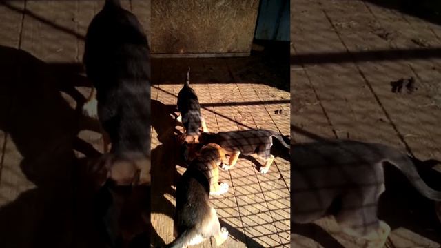 Русские гончие смотреть онлайн