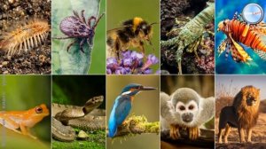 Биология 6 класс (Урок№6 - Дыхание.)