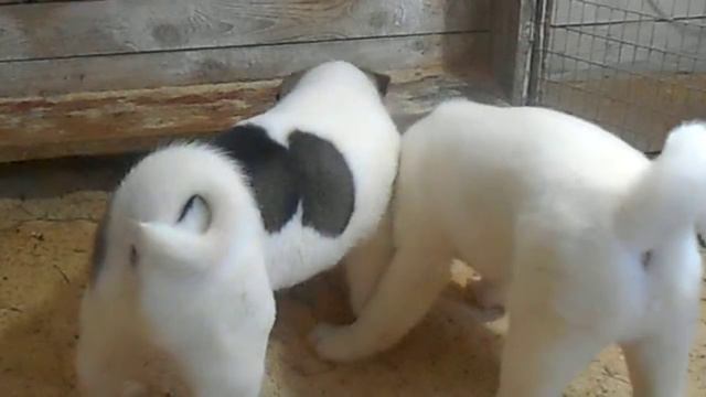 Сэф и Кинг, возраст 2 мес и 5 дней смотреть онлайн