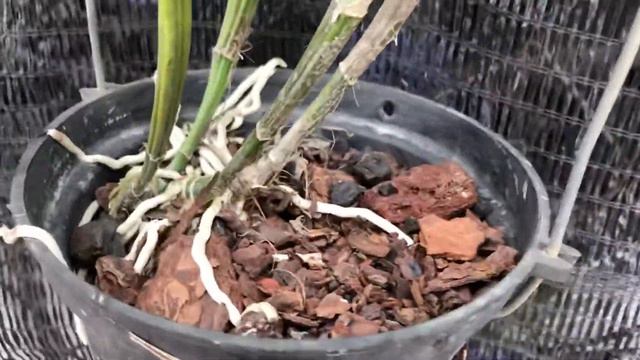 Cattlinanthe (cattleya) portia coeruela blue cao xưa 350k bao ship 0915404915 смотреть онлайн