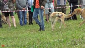 (1 часть) Нижегородская межрегиональная выставка гончих 2021г