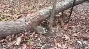 Жирный енот. Енот застрял! Енот прикол