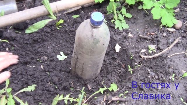 ТУЯ - Размножение. Самый Простой, но Эффективный Способ Размножение и Выращивание Туи Черенками.
