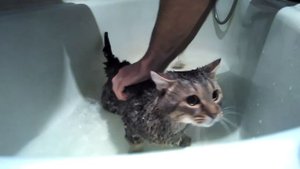 Как помыть кота. Кот ругается