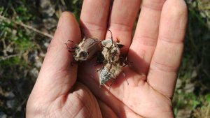 Майский жук хрущ / как наловить много хруща