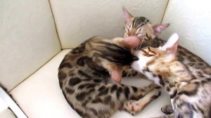 БЕНГАЛЬСКАЯ КОШКА ПРОДАЖА , полный пакет  документов тел +30679650204