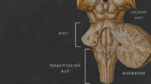 Ствол мозга