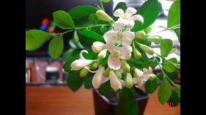 Мурайя- экзотическое комнатное растение
