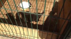 Рабочая немецкая овчарка