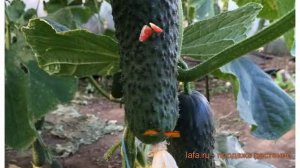 Огурец обыкновенный Каролина F1 (karolina-f1) ? обзор: как сажать, семена огурца Каролина F1