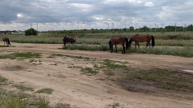 Стадо лошадей в черте города Актобе. / A herd of horses within the city of Aktobe. смотреть онлайн