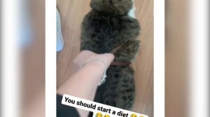 Funniest Animals 😄 New Funny Cats and Dogs Videos 😹🐶