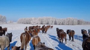 Лошади покрылись инеем. Очень холодно.