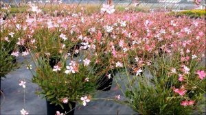 Best Perennials - Gaura 'Pink Fountain' (Wand Flower)