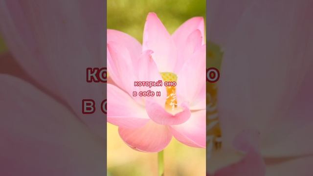 Скажите "благодарю" вашему телу #психология #энергия #жизнь #тело #shorts смотреть онлайн