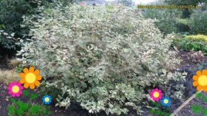 Дерен белый Вариегата. Краткий обзор, описание характеристик cornus alba Variegata
