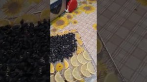 Сушка жимолости и клубники.