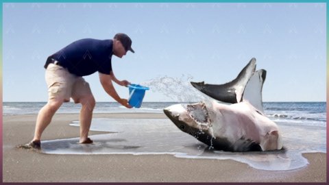 Животные Звали на Помощь, Спасение Животных!