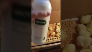 Пропойки суточных цыплят. Обзор лекарств.