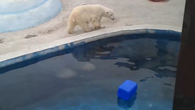 Охота за едой.Нижний новгород зоопарк "лимпопо"